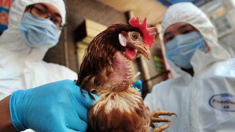 -انفلونزا الطيور- تنتشر مجدداً في اليابان و كوريا الجنوبية