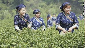 مجموعة من الصينيات تجمعن أوراق الشاي