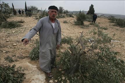 فلسطينيون يتفقدون اشجار زيتون اقتلعها مستوطنون في قرية خربة شويكة جنوب الخليل امس (ا ف ب) 