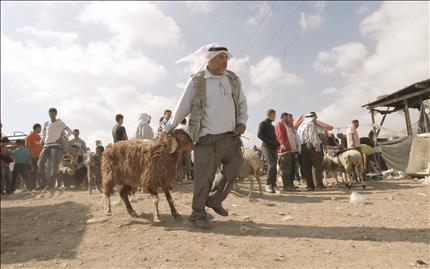 فلسطينيون يشترون أضاحي العيد في سوق مفتوح للغنم في نابلس في الضفة الغربية أمس (ا ب ا) 