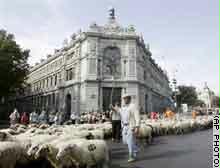 راعي إسباني يمر بقطيعه أمام مصرف إسبانيا المركزي بوسط مدريد