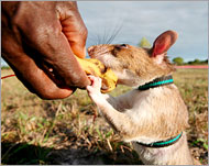 فأر مدرب لكشف الألغام في موزمبيق